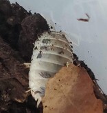 La Swamp Cloporte - Isopod ISO-LAE-COW-15 Porcellio laevis Dairy Cow (15)