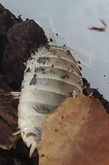 La Swamp Cloporte - Isopod Porcellio laevis Dairy Cow (15)