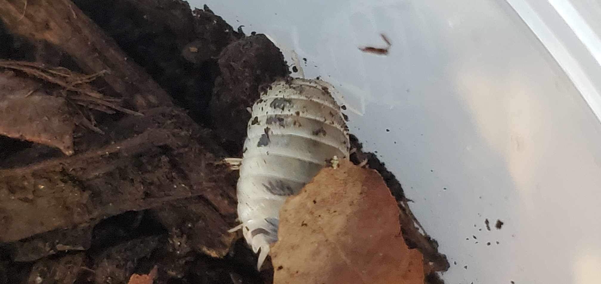 La Swamp Cloporte - Isopod Porcellio laevis Dairy Cow (15)