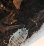 La Swamp Cloporte - Isopod Porcellio laevis Dairy Cow (15)