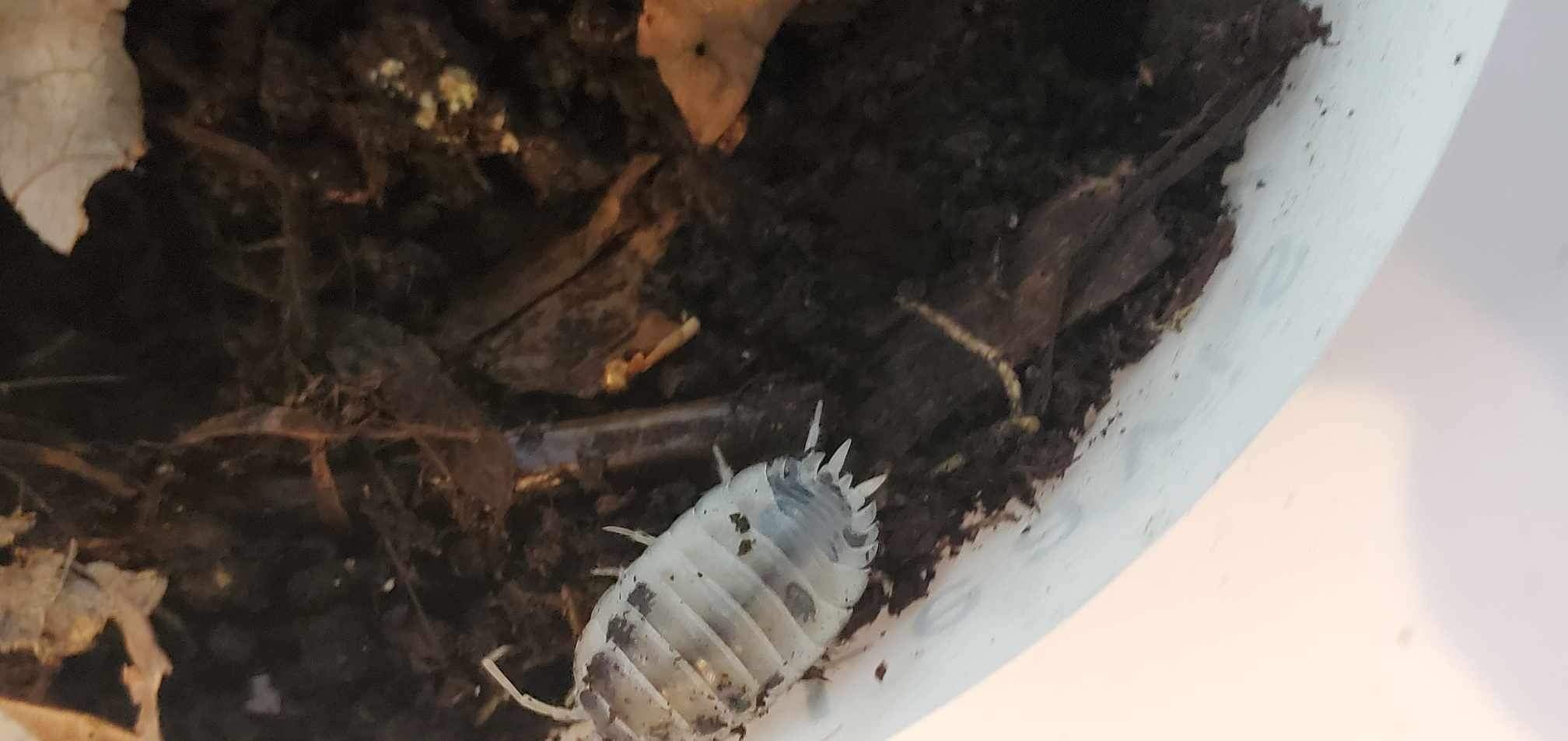 La Swamp Cloporte - Isopod ISO-LAE-COW-15 Porcellio laevis Dairy Cow (15)