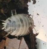 La Swamp Cloporte - Isopod ISO-LAE-COW-15 Porcellio laevis Dairy Cow (15)