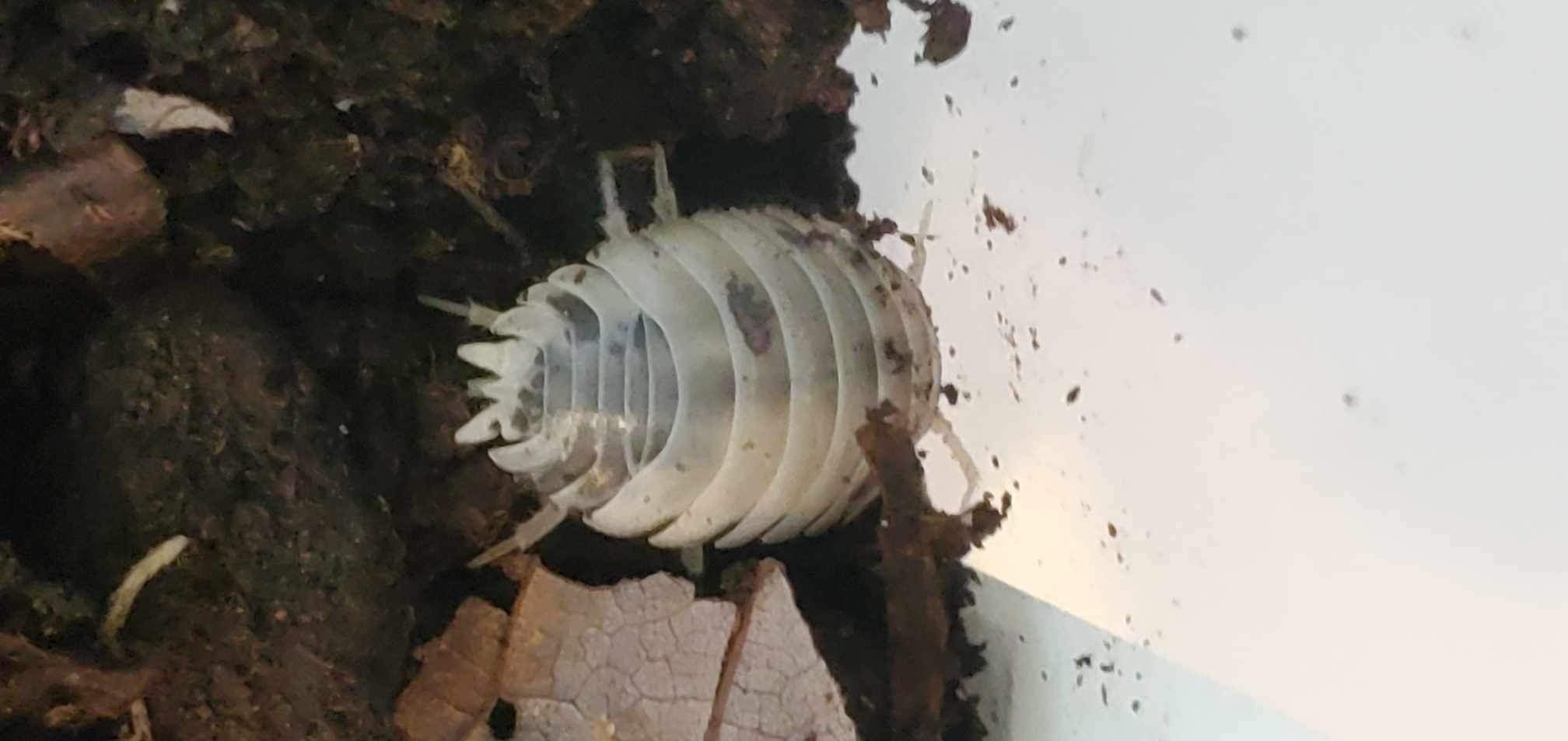 La Swamp Cloporte - Isopod ISO-LAE-COW-15 Porcellio laevis Dairy Cow (15)