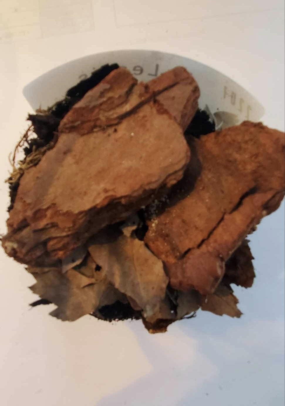 La Swamp Cloporte - Isopod Porcellio laevis Dairy Cow (15)