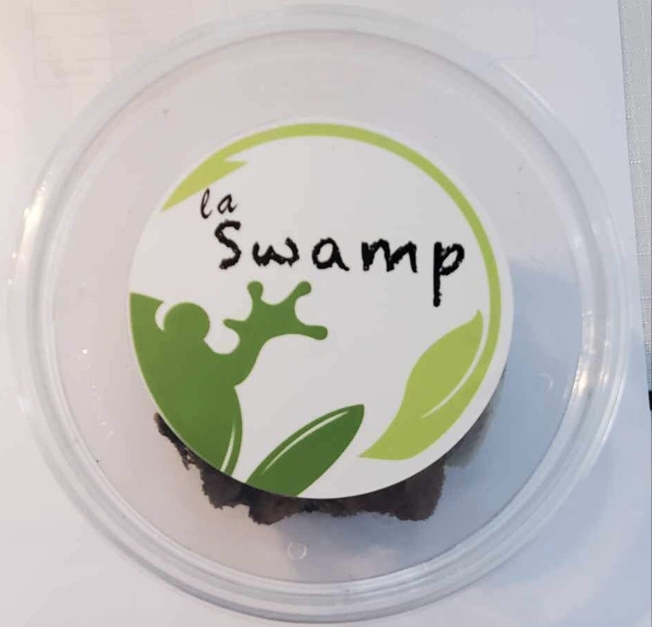 La Swamp Cloporte - Isopod Porcellio laevis Dairy Cow (15)