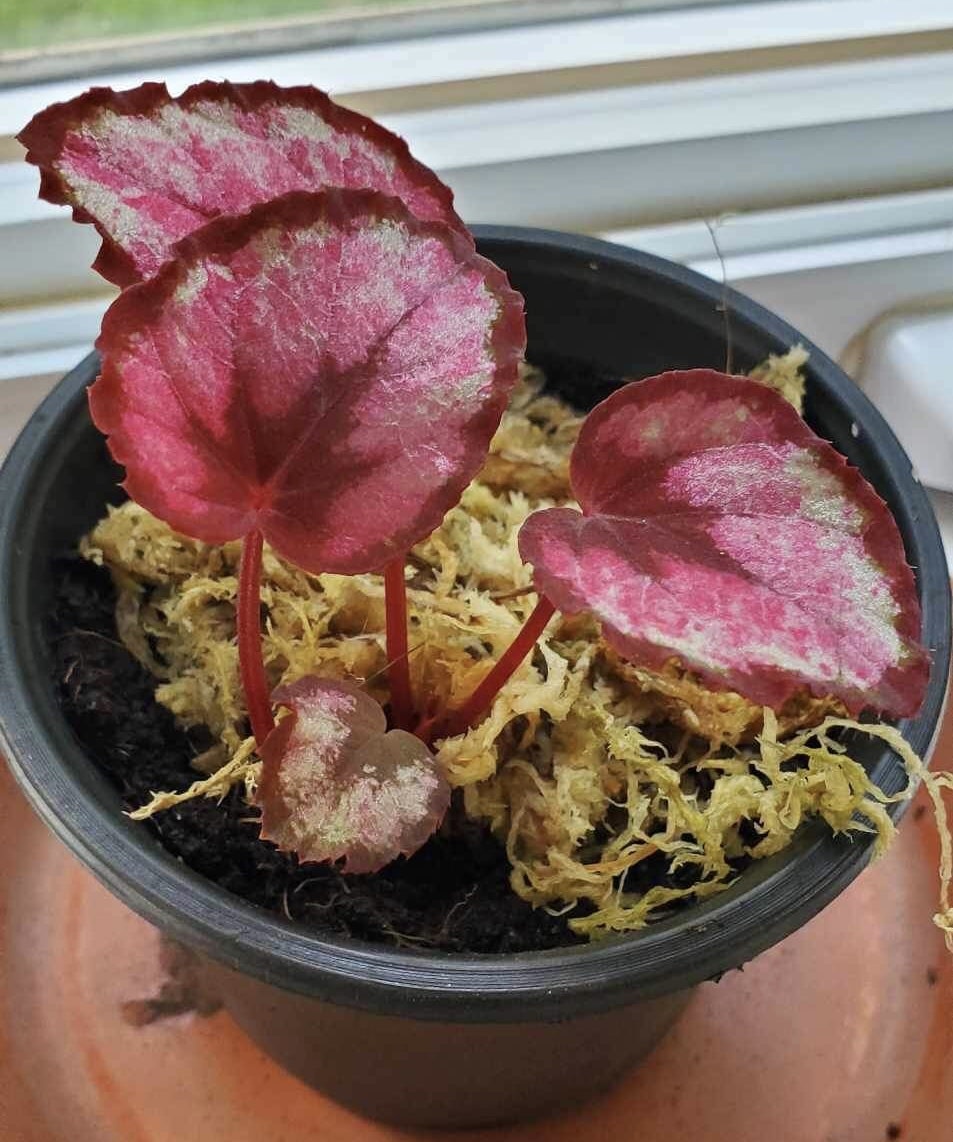 Small Begonia Rex Plant Red kiss Magazoo the Universe of Reptiles