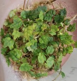 La Swamp Ficus Oak leaf plant