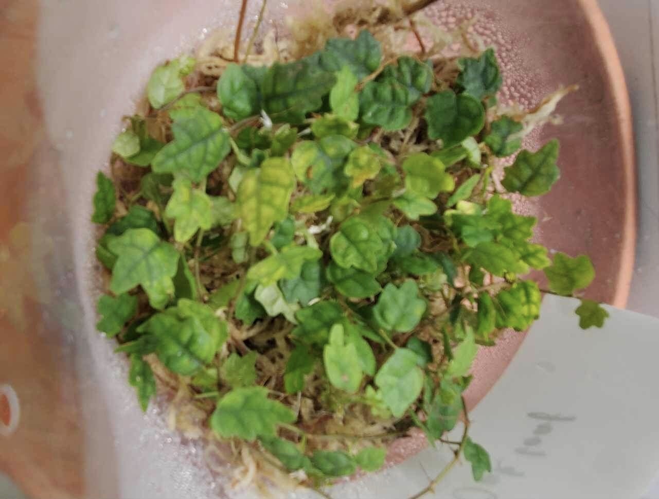 La Swamp Ficus Oak leaf plant