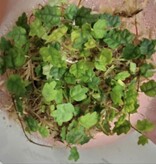 La Swamp Plante Ficus Oak leaf