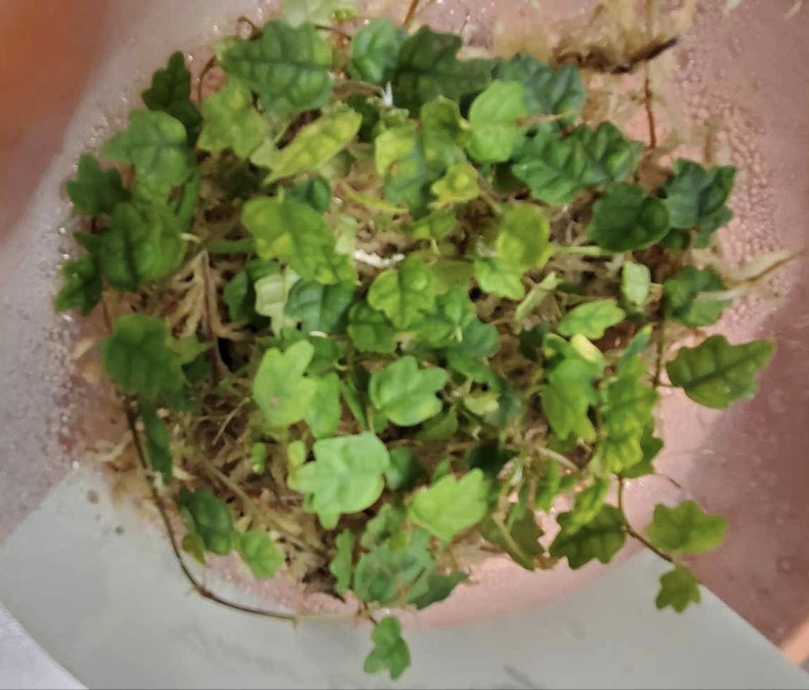 La Swamp Ficus Oak leaf plant