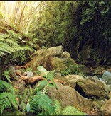 Galapagos Arrière-plan forêt  11.125x36''