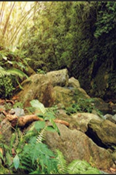 Galapagos Forest Background 11.125x36''