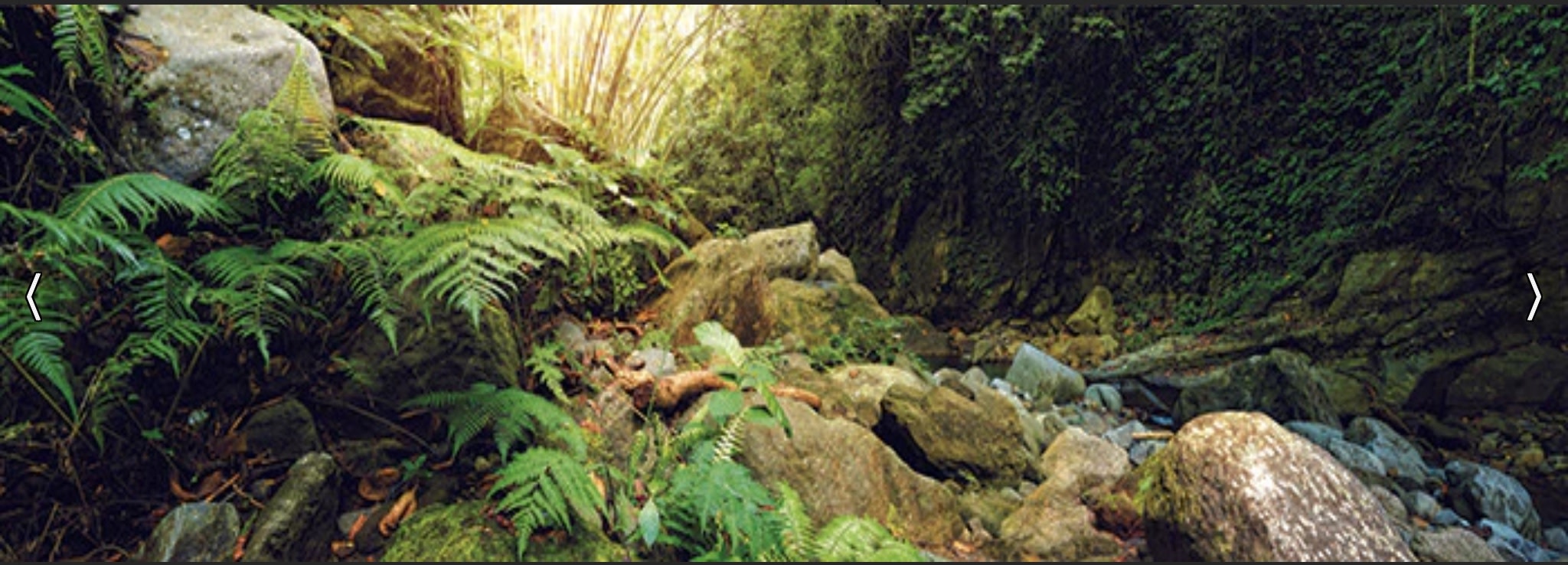 Galapagos GALAPAGOS GA-05400 Arrière-plan forêt  11.125x36''