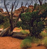 Galapagos GALAPAGOS GA-05401 Arrière-plan Aride 11.125x36''