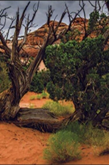 Galapagos GALAPAGOS GA-05401 Arrière-plan Aride 11.125x36''