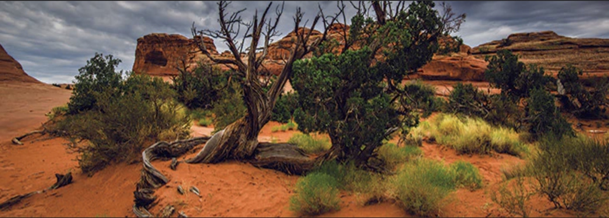 Galapagos GALAPAGOS GA-05401 Arrière-plan Aride 11.125x36''