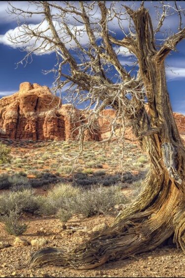 Galapagos GALAPAGOS GA-05422 Arrière-plan désertique 15x36''