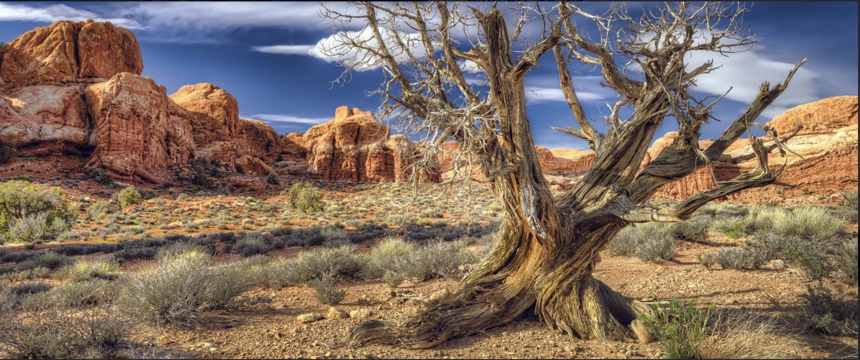 Galapagos GALAPAGOS GA-05422 Arrière-plan désertique 15x36''