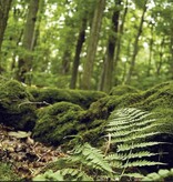 Galapagos GALAPAGOS GA-05421 Arrière-plan forêt  15x36''