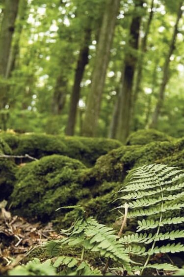 Galapagos GALAPAGOS GA-05421 Arrière-plan forêt  15x36''