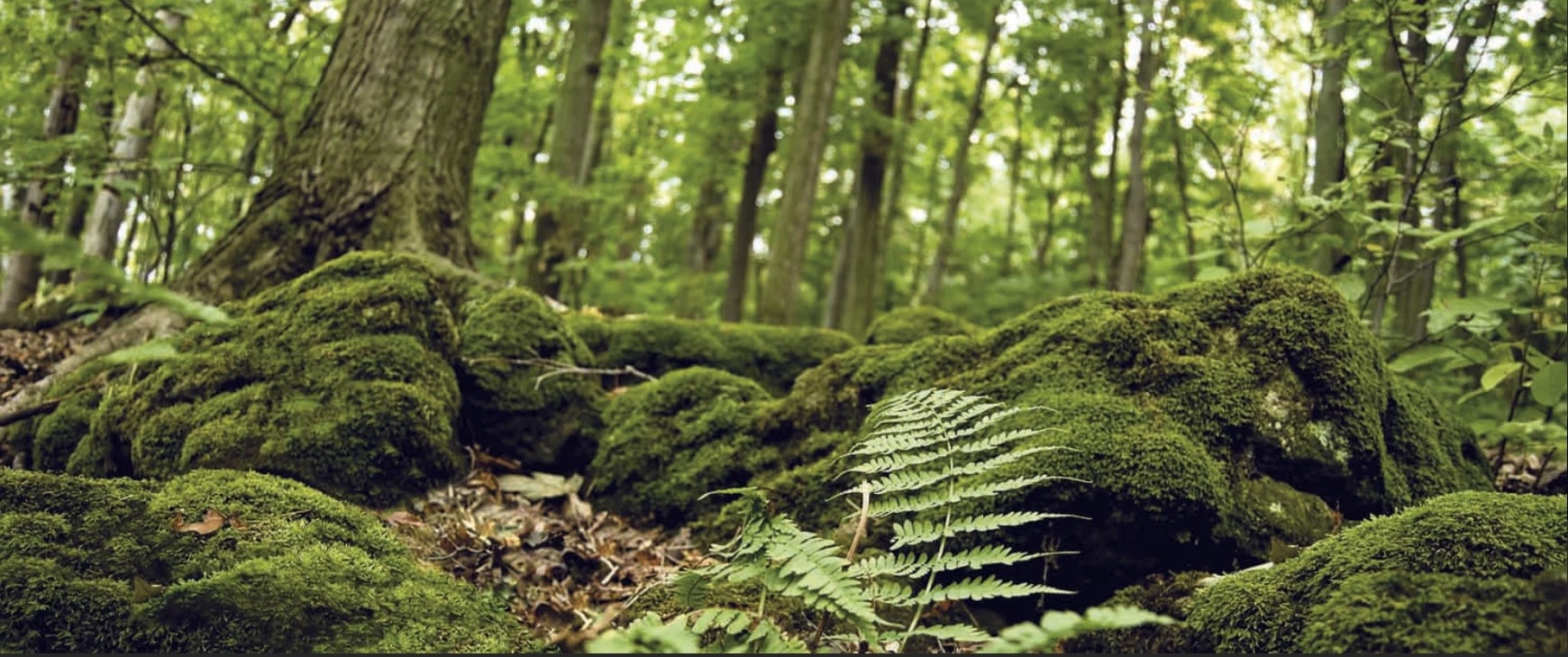 Galapagos GALAPAGOS GA-05421 Arrière-plan forêt  15x36''