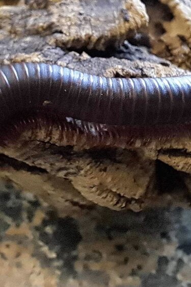 Magazoo Large North American millipede (Narceus americanus) Captive born
