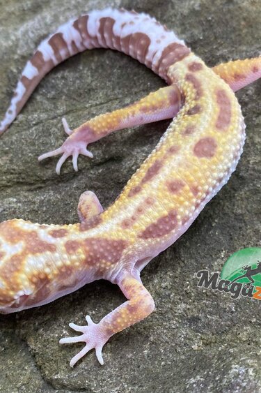Magazoo Leopard gecko Het (tremper albino) Jungle born May 15, 2023
