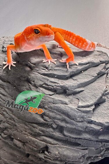 Magazoo Leopard gecko Tangerine Tornado Male born April 24, 2023