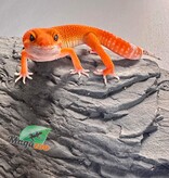 Magazoo Gecko léopard Tangerine Tornado Mâle 24/4/23