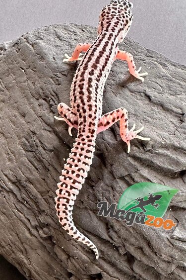Magazoo Leopard gecko Suoer Macksnow male born May 19, 2023