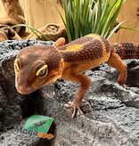 Gecko top night light