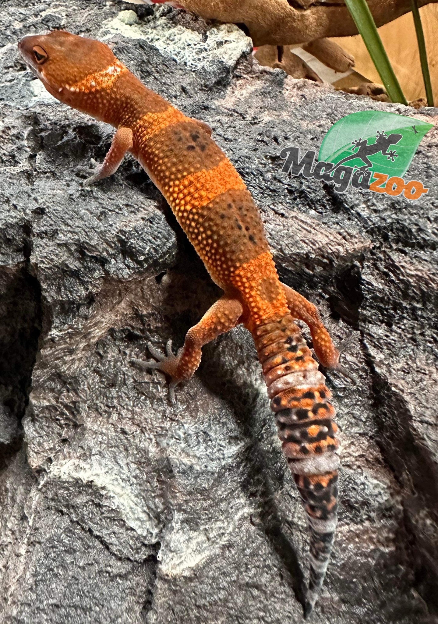 Gecko Leopard Tangerine Tornado mâle 16/4/23
