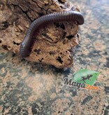 Magazoo Mille-pattes américain/North American millipede (large)