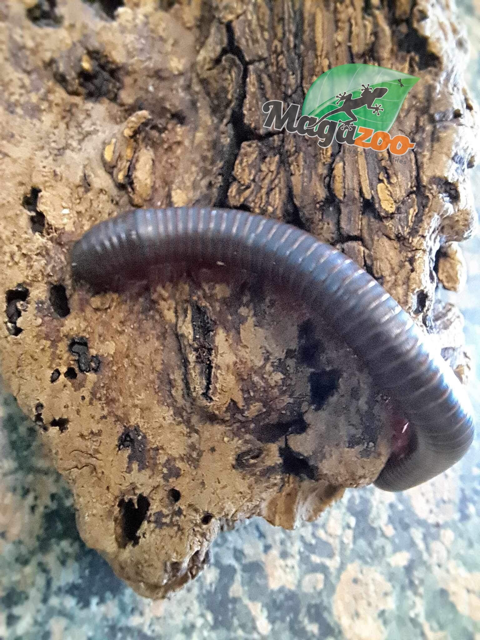 Magazoo Mille-pattes américain/North American millipede (large)
