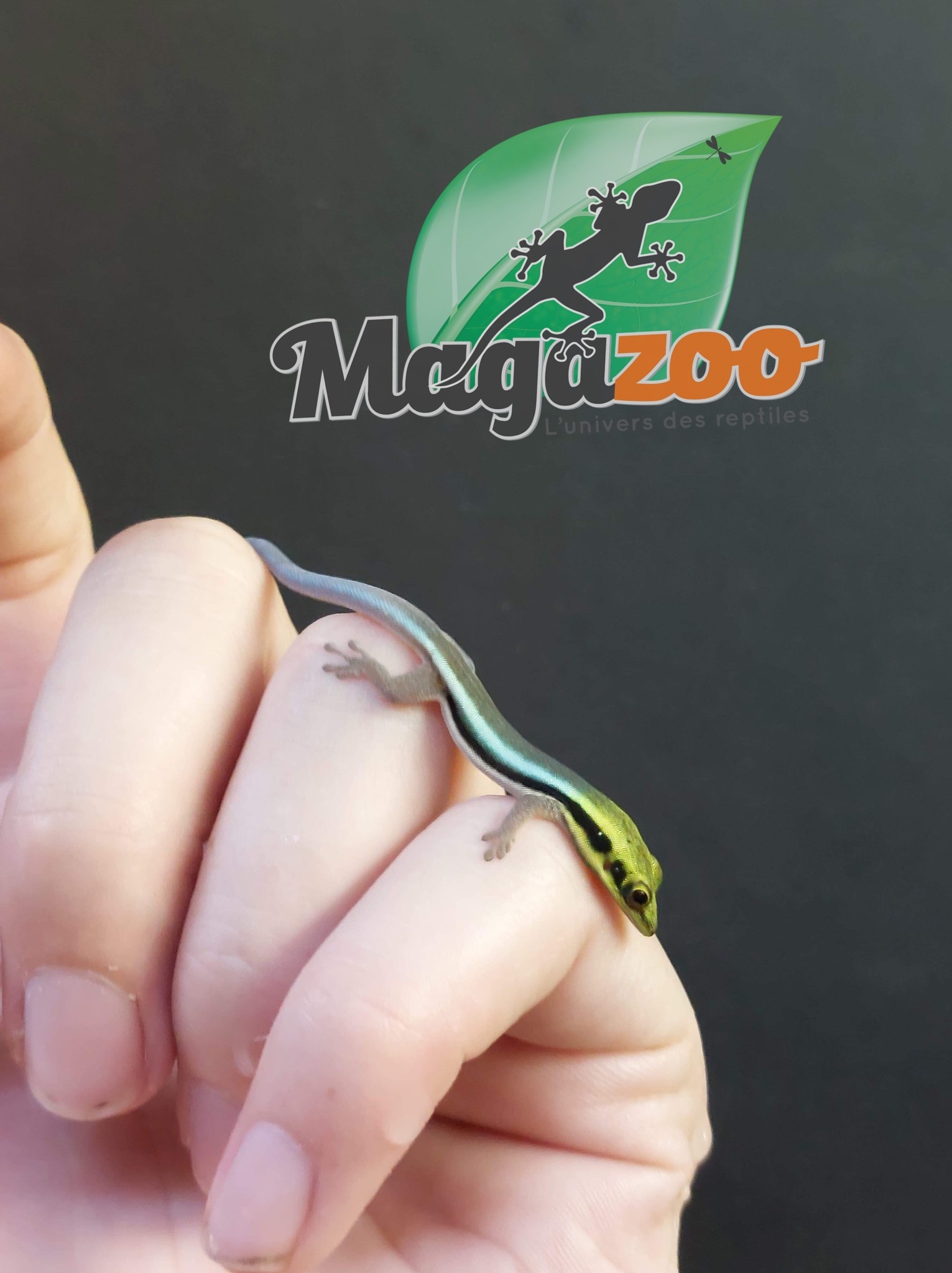 Magazoo Gecko diurne Néon (CB) Mâle