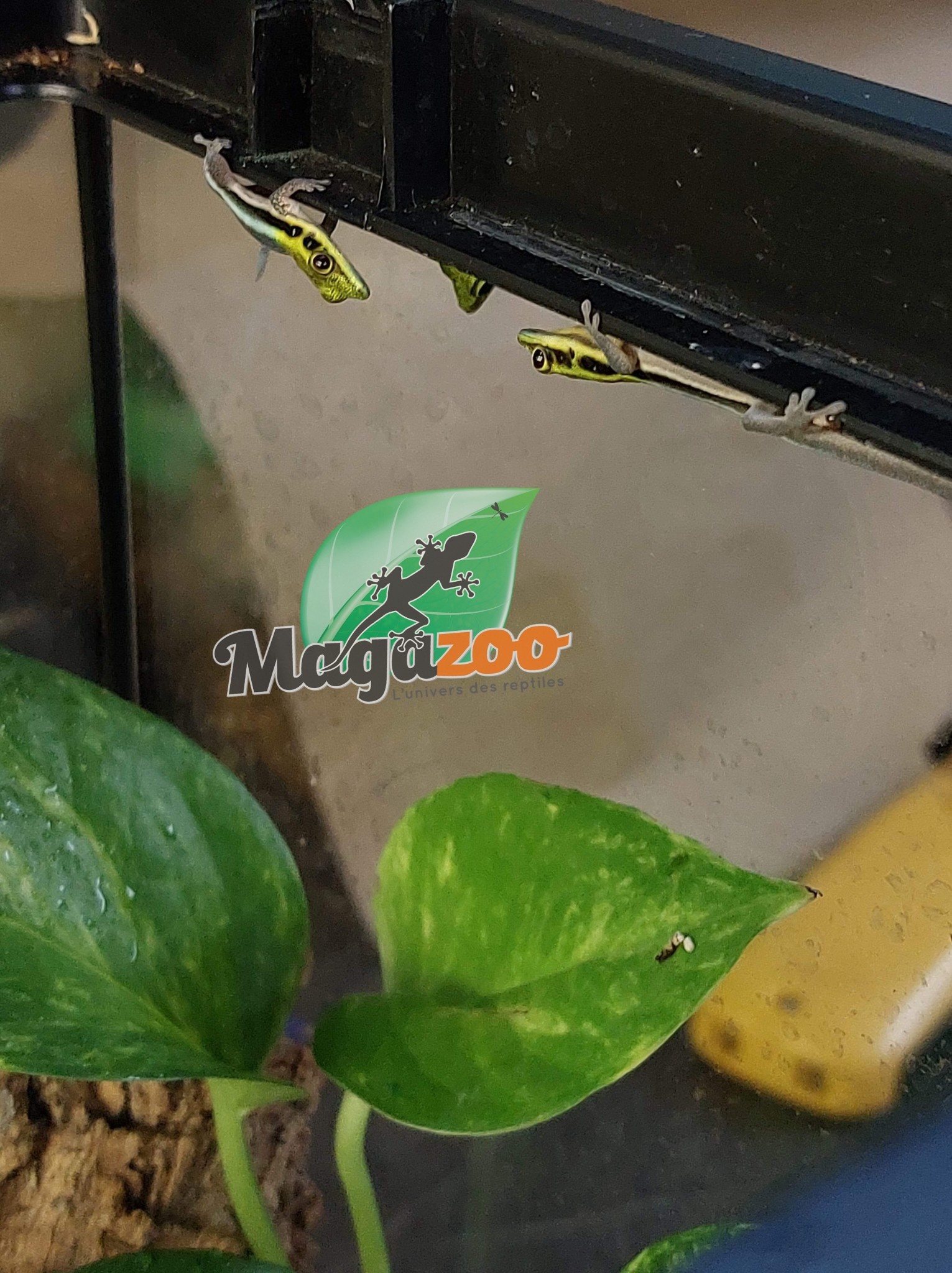 Magazoo Gecko diurne Néon (CB) Mâle