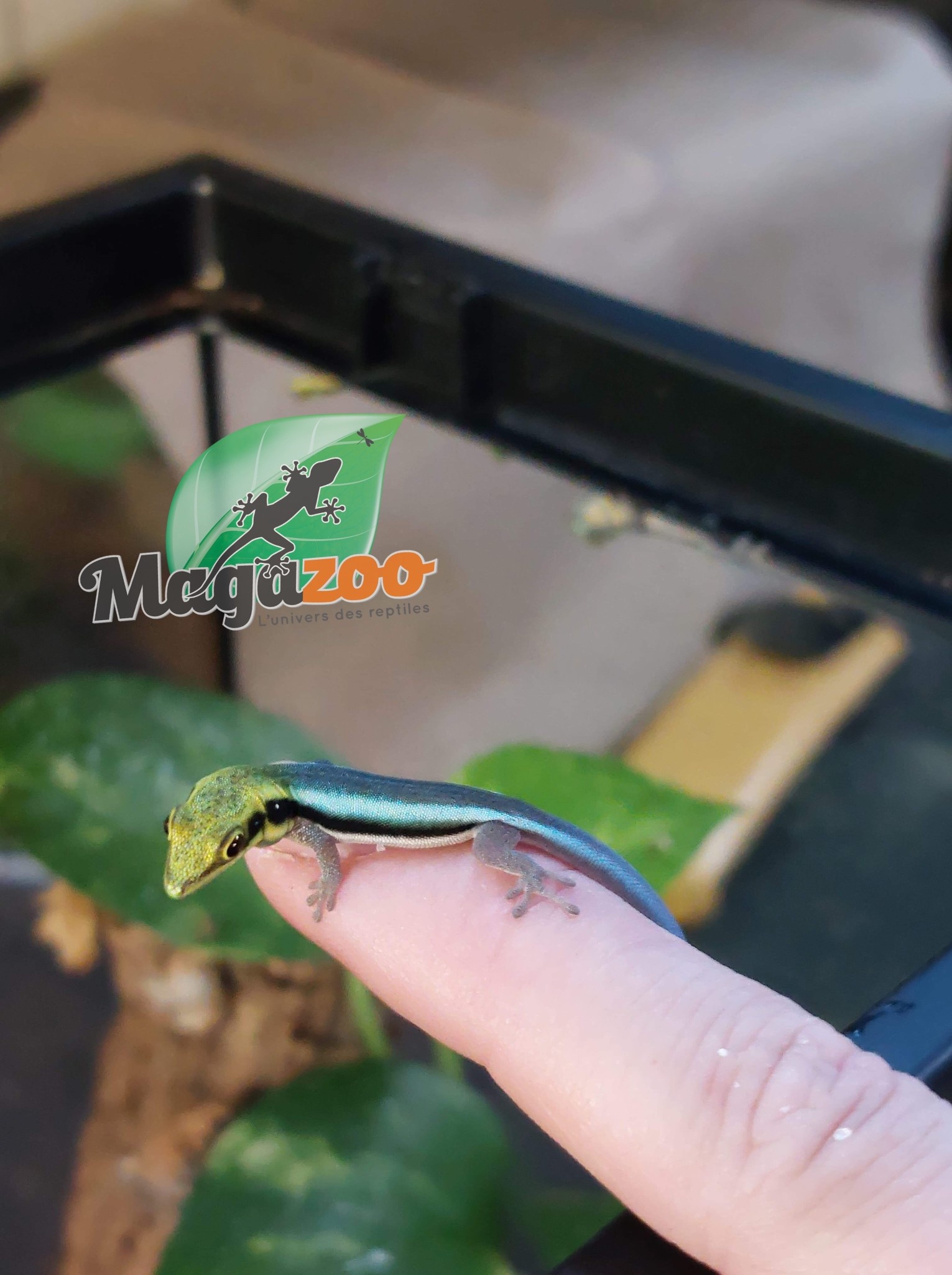 Magazoo  Neon day gecko, Captive born