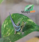 Magazoo Gecko diurne Néon (CB) Mâle