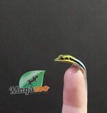 Magazoo  Neon day gecko, Captive born