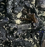 La Swamp Collembole-Springtails Folsomia Candida