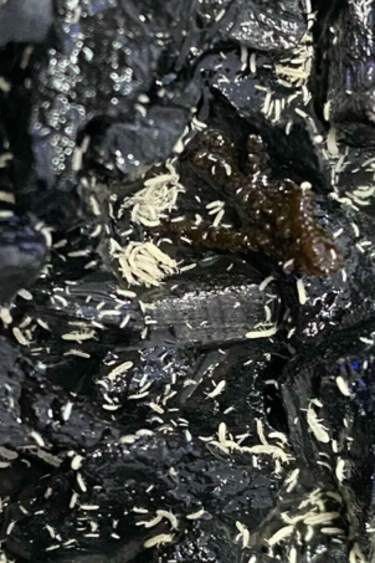 La Swamp Collembole-Springtails Folsomia Candida