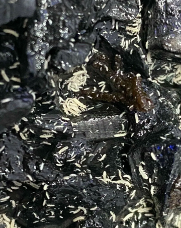 La Swamp Collembole-Springtails Folsomia Candida