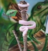 Magazoo Leucistique albino rat snake