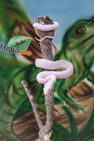 Magazoo Serpent ratier Albino Leucistique