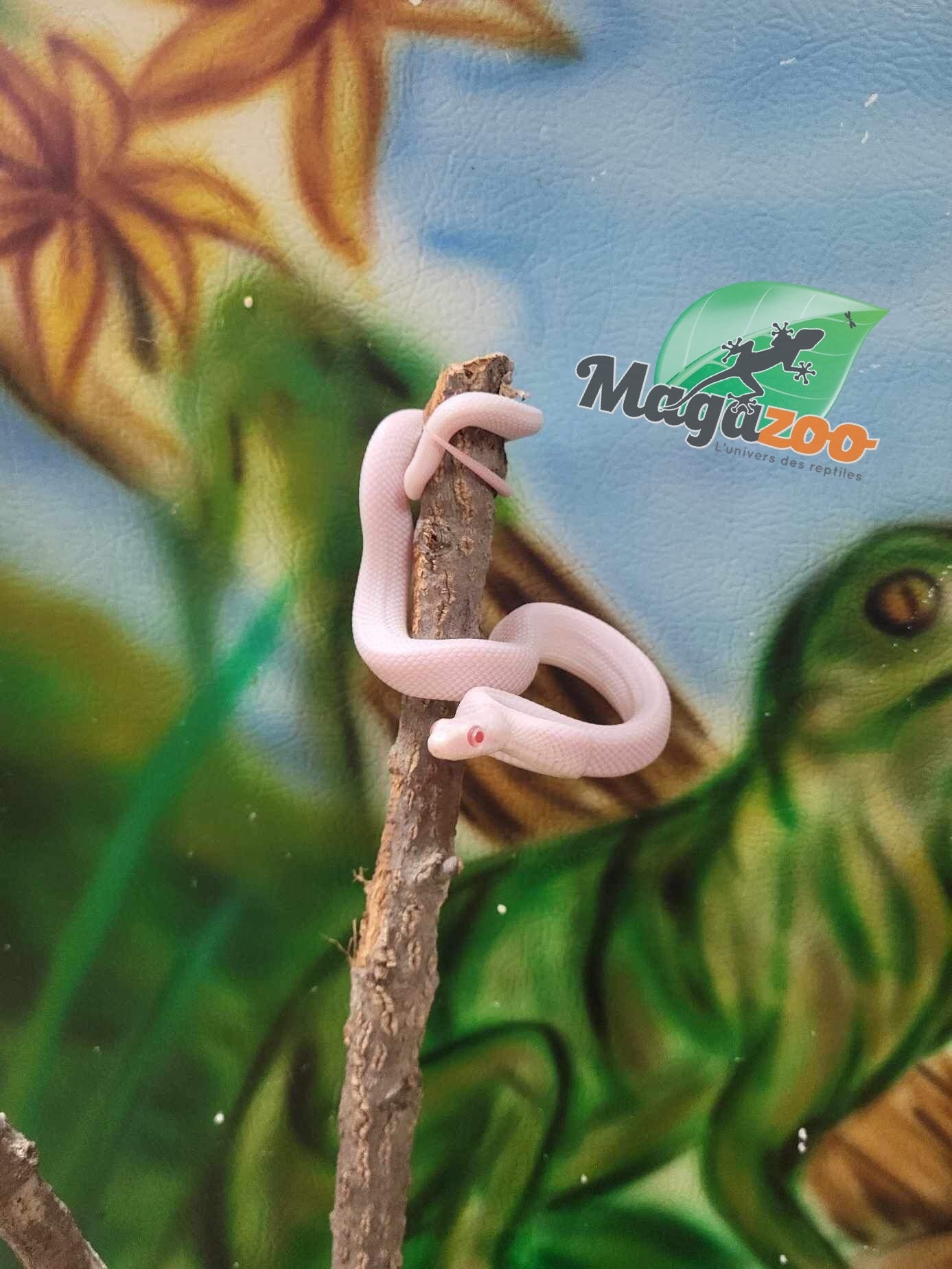 Magazoo Serpent ratier Albino Leucistique