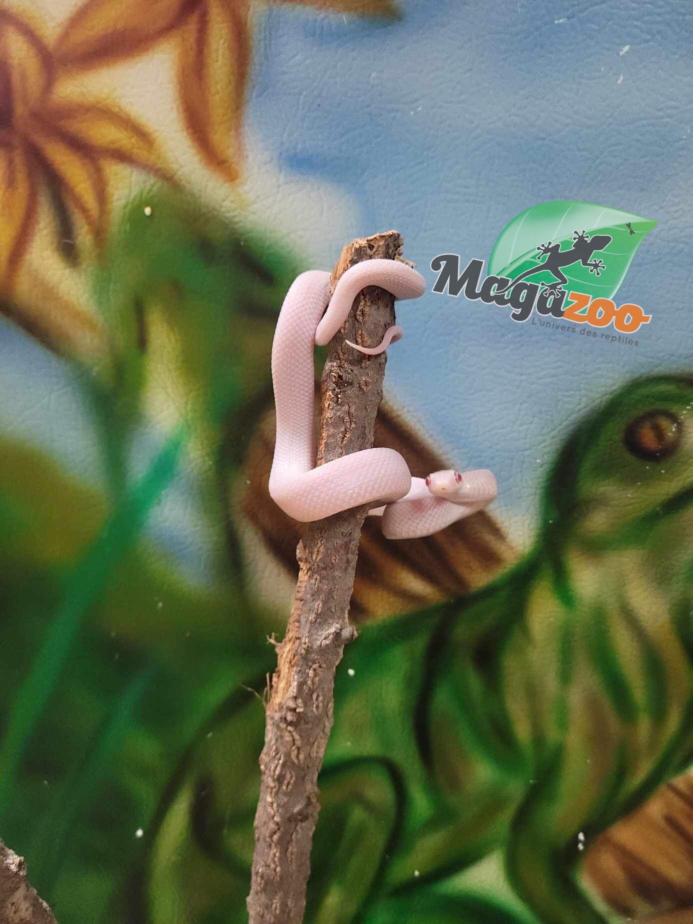 Magazoo Serpent ratier Albino Leucistique