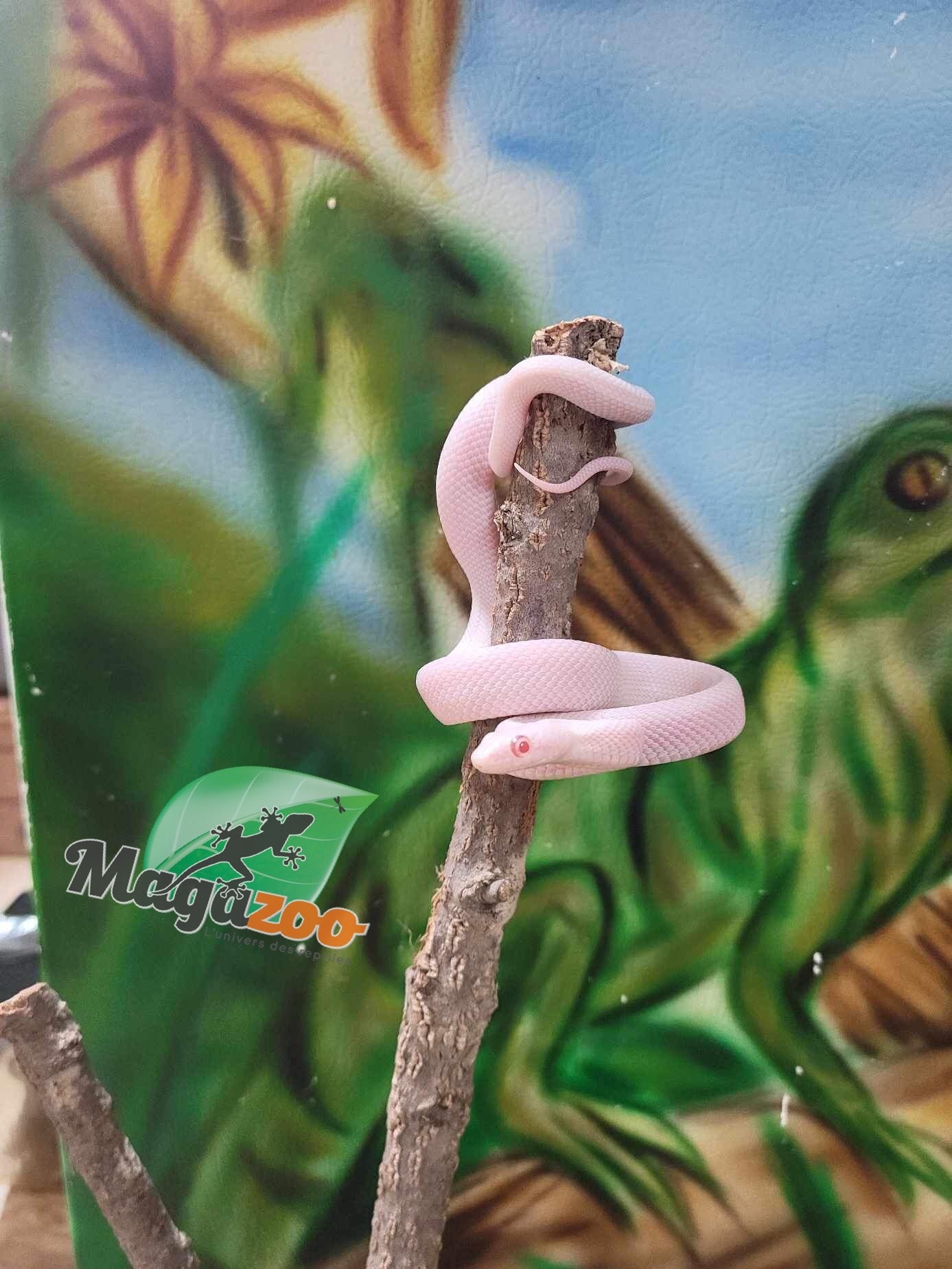 Magazoo Leucistique albino rat snake