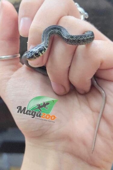 Magazoo Baby Chapala lake garter snake CB 2023 / Thamnophis eques obscurus