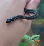 Magazoo Baby Chapala lake garter snake CB 2023 / Thamnophis eques obscurus