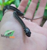 Magazoo Baby Chapala lake garter snake CB 2023 / Thamnophis eques obscurus